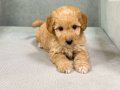 Evinizin minik dostu maltipoo bebekler
