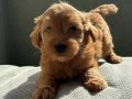 Bebek yüz maltipoo yavruları