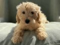 Oyuncu maltipoo yavrular