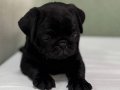 Safkan siyah pug bebek