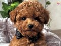 Mimi toy poodle bebekler