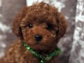 Mini boy toy poodle bebekler