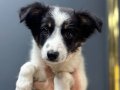 Safkan border collie yavrulr