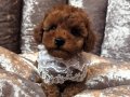 Red brown toy poodle bebek