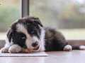 Etkileyici güzellikte border collie yavrular