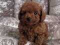BÜYÜLEYİCİ GÜZELLİKTE TOY POODLE EN İYİSİ SİZİN OLABİLİR