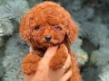 Minicik poodle red brown TÜRKİYENİN EN GÜZELİ