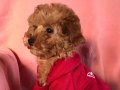 TÜRKİYE GÜZELİ TOY POODLE YAVRU