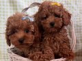 Harika surat baby face toy poodle