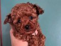 MİNİK BEBEK TOY POODLE KİLO GARANTİLİ