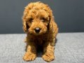 Muazzam güzellikte toy poodle bebek