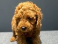 İSTANBULUN EN İYİ TOY POODLE BEBEKLERİ