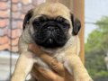 Minik krem pug bebekler