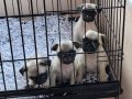 MİNİK PUG BEBEKLER