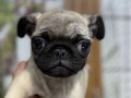 Pug bebekler