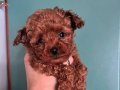 İSTANBULUN EN BEBEK SURAT TOY POODLE BEBEKLERİ