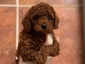 MİKRO BOY BEBEK SURAT TOY POODLE YAVRULAR