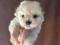 İSTANBULUN EN GÜZEL MALTESE TERRİER BEBEKLERİ