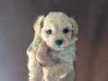 Teacup maltipoo bebeğimiz