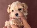 TEACUP MALTİPOO ÜLKENİN EN GÜZEL YAVRULARI