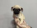 İSTANBULUN EN İYİ PUG YAVRULARI