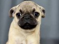 İSTANBULDA EMSALİ OLMAYAN PUG BEBEKLER