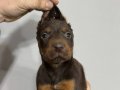 EN KALİTE KIZIL DOBERMAN YAVRULAR