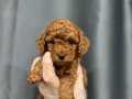 YILBAŞI HEDİYESİ TOY POODLE YAVRULAR