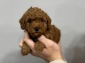 Bu güzellikte son toy poodle yavrular başka yok
