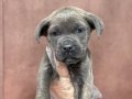 Dev cane corso bebekleri