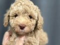 ETKİLEYİCİ GÜZELLİKKERİ İLE MİNYATÜR POODLE BEBEKLER