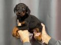 SİYAH RENK DOBERMAN YAVRULARI 