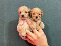 Avuç İçine Sığan Safkan Teacup Maltipoo Yavruları