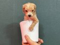 Avucunuza Sığan Peluş Mucize: Safkan Mikro Maltipoo Bebekler