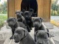 Dişi-Erkek CaneCorso yavrular