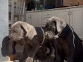 Dişi-Erkek CaneCorso yavrular