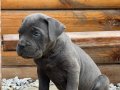 Dişi-Erkek CaneCorso yavrular