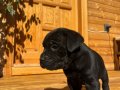 Dişi-Erkek CaneCorso yavrular