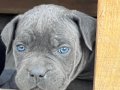 Dişi-Erkek CaneCorso yavrular