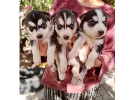 Keskin bakışlı mükemmel kalite Husky yavrular