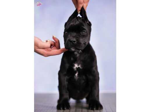SAFKAN BLACK CANE CORSO YAVRULARIMIZ