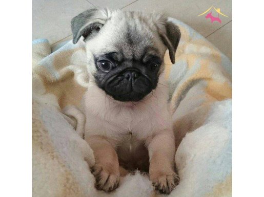 SAFKAN PUG YAVRULARIM IRK GARANTİLİ