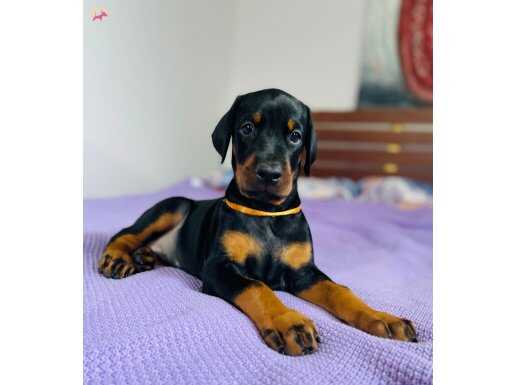 ÜST KALİTE DOBERMAN YAVRULARI