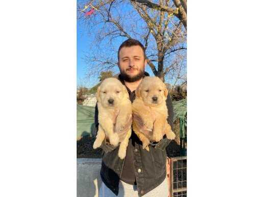 ŞAMPANYA LABRADOR BEBEKLERİM