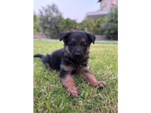 Irk Garantili Safkan Alman Kurdu yavrular 