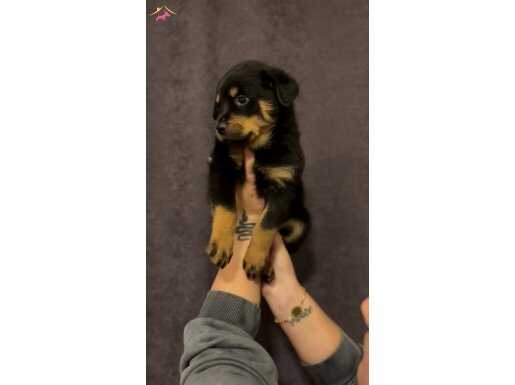 Safkan Macar Koca kafa Rottweiler yavrular