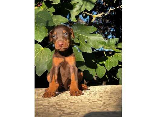 Kızıl- Siyah KİNG Doberman yavrularım