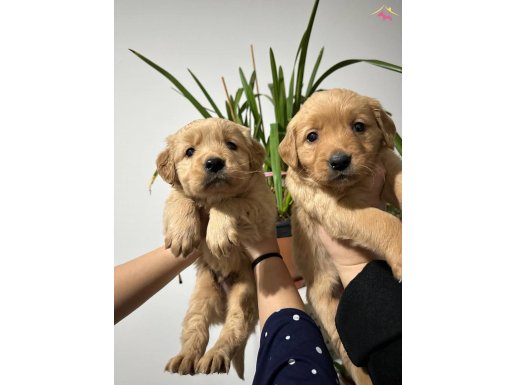 Bebek suratlı Golden yavrularım 