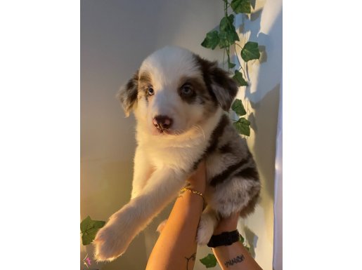Kızıl-Merle-Clasic Border Collie yavrularım