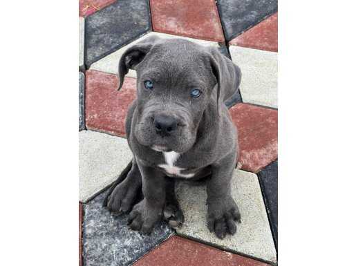 Irkının en iyisi Blue Cane Corso yavrularım